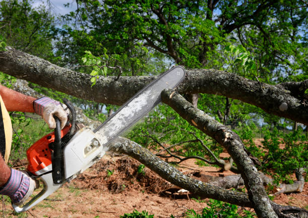 Professional Tree Care in St Cloud, MN